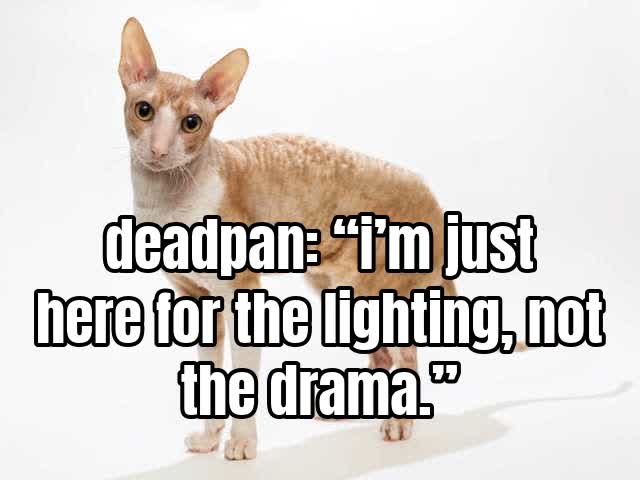 deadpan: “i’m just here for the lighting, not the drama.”