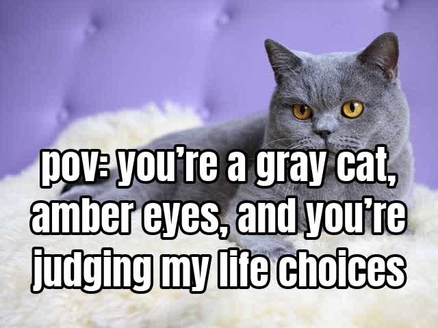 pov: you’re a gray cat, amber eyes, and you’re judging my life choices