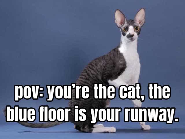 pov: you’re the cat, the blue floor is your runway.