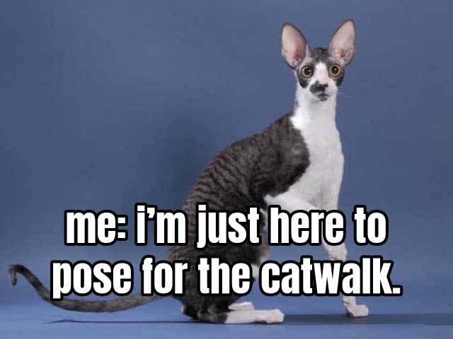 me: i’m just here to pose for the catwalk.