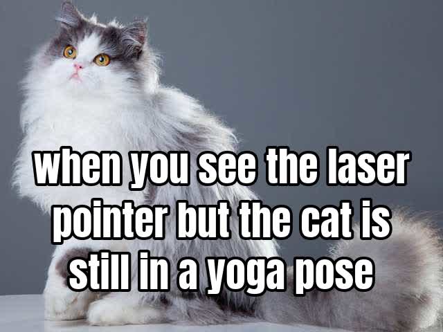 when you see the laser pointer but the cat is still in a yoga pose