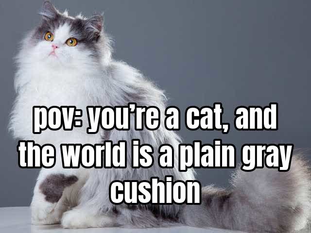 pov: you’re a cat, and the world is a plain gray cushion
