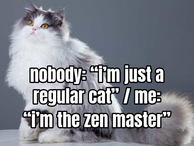 nobody: “i’m just a regular cat” / me: “i’m the zen master”
