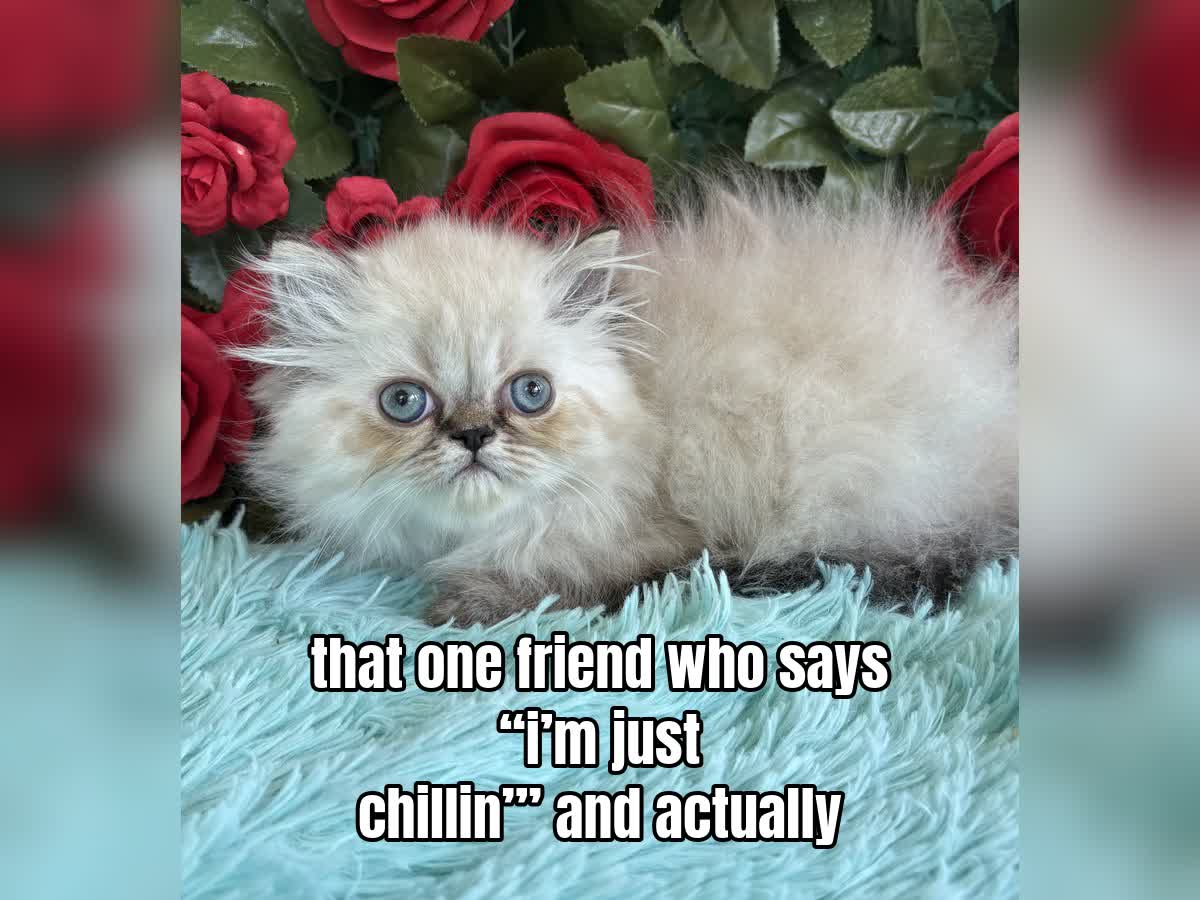 that one friend who says “i’m just chillin’” and actually is.