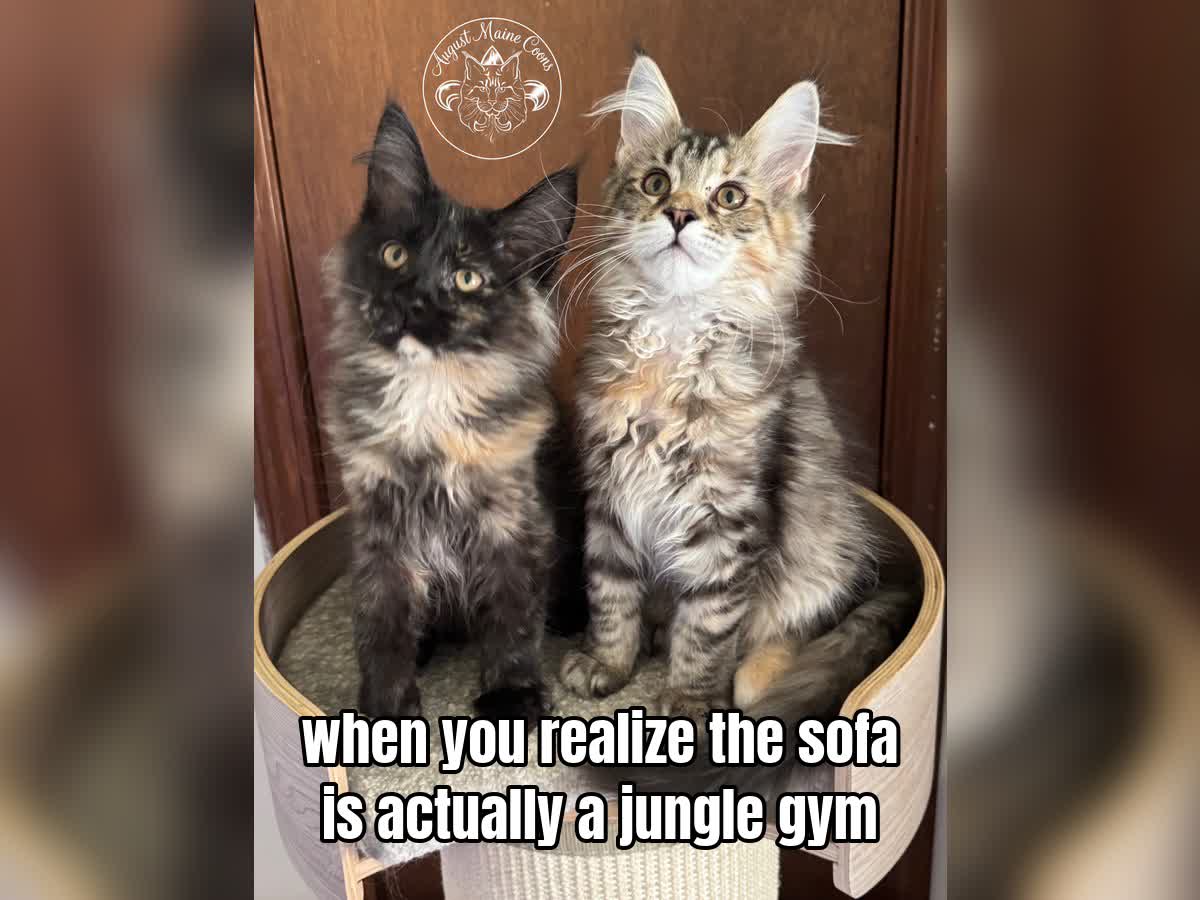 when you realize the sofa is actually a jungle gym