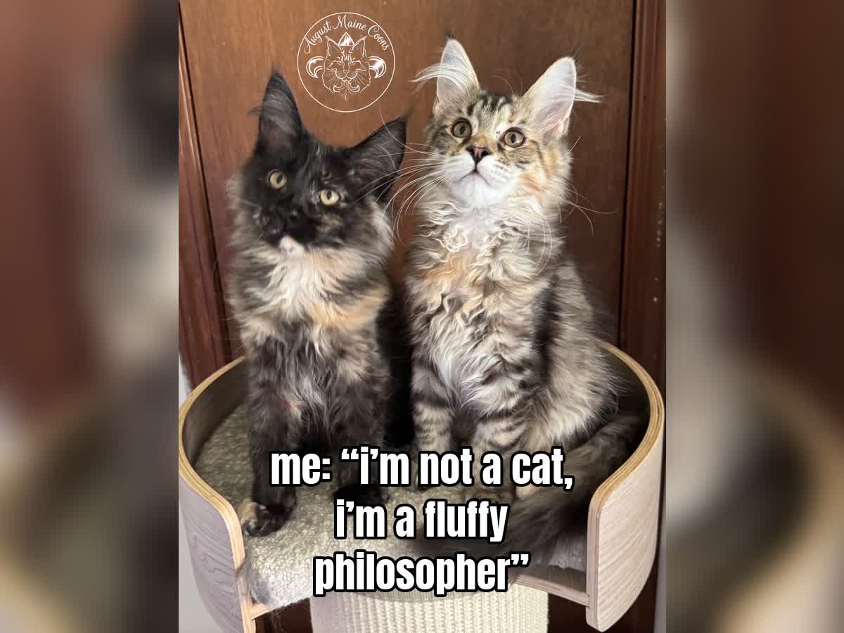 me: “i’m not a cat, i’m a fluffy philosopher”