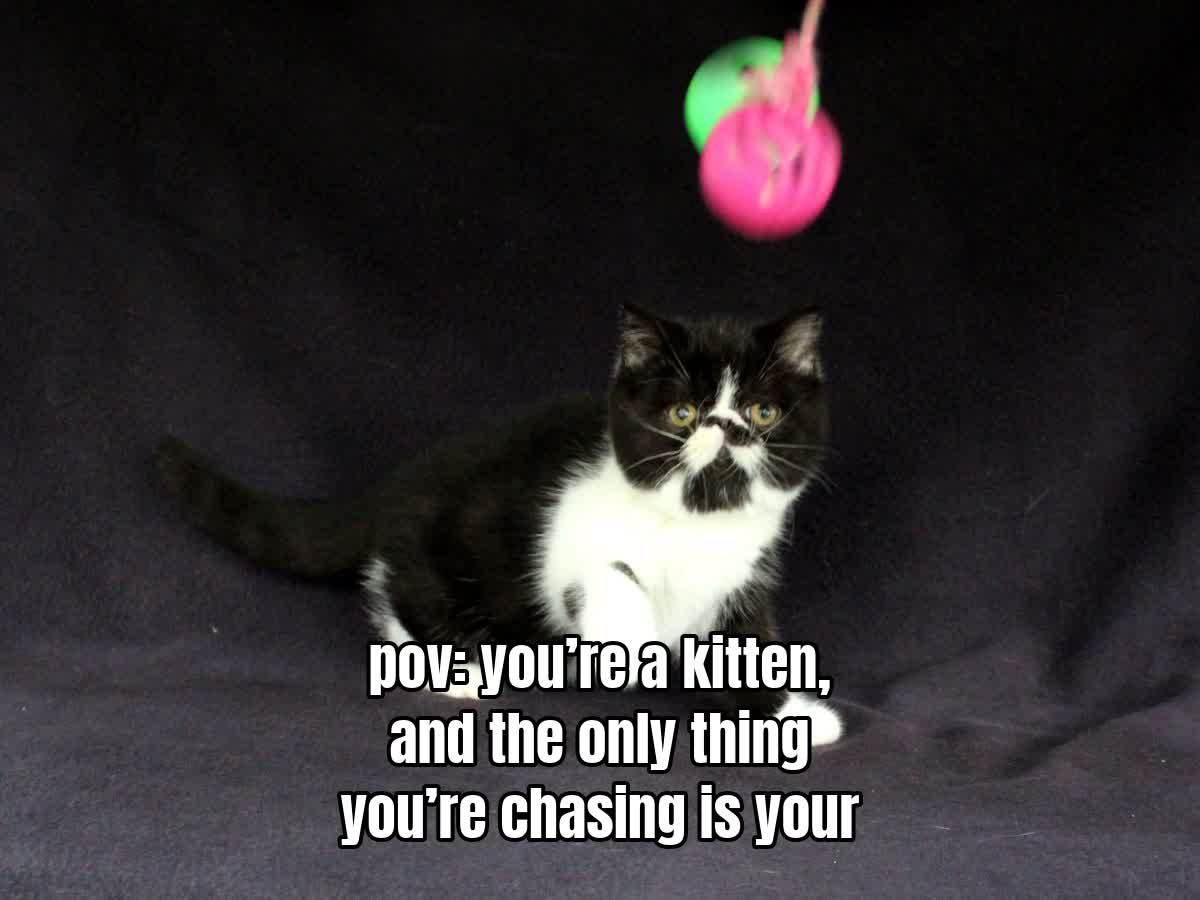 pov: you’re a kitten, and the only thing you’re chasing is your own shadow