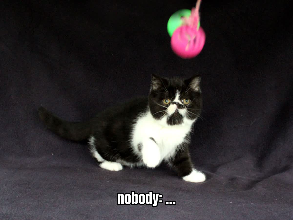 nobody: …