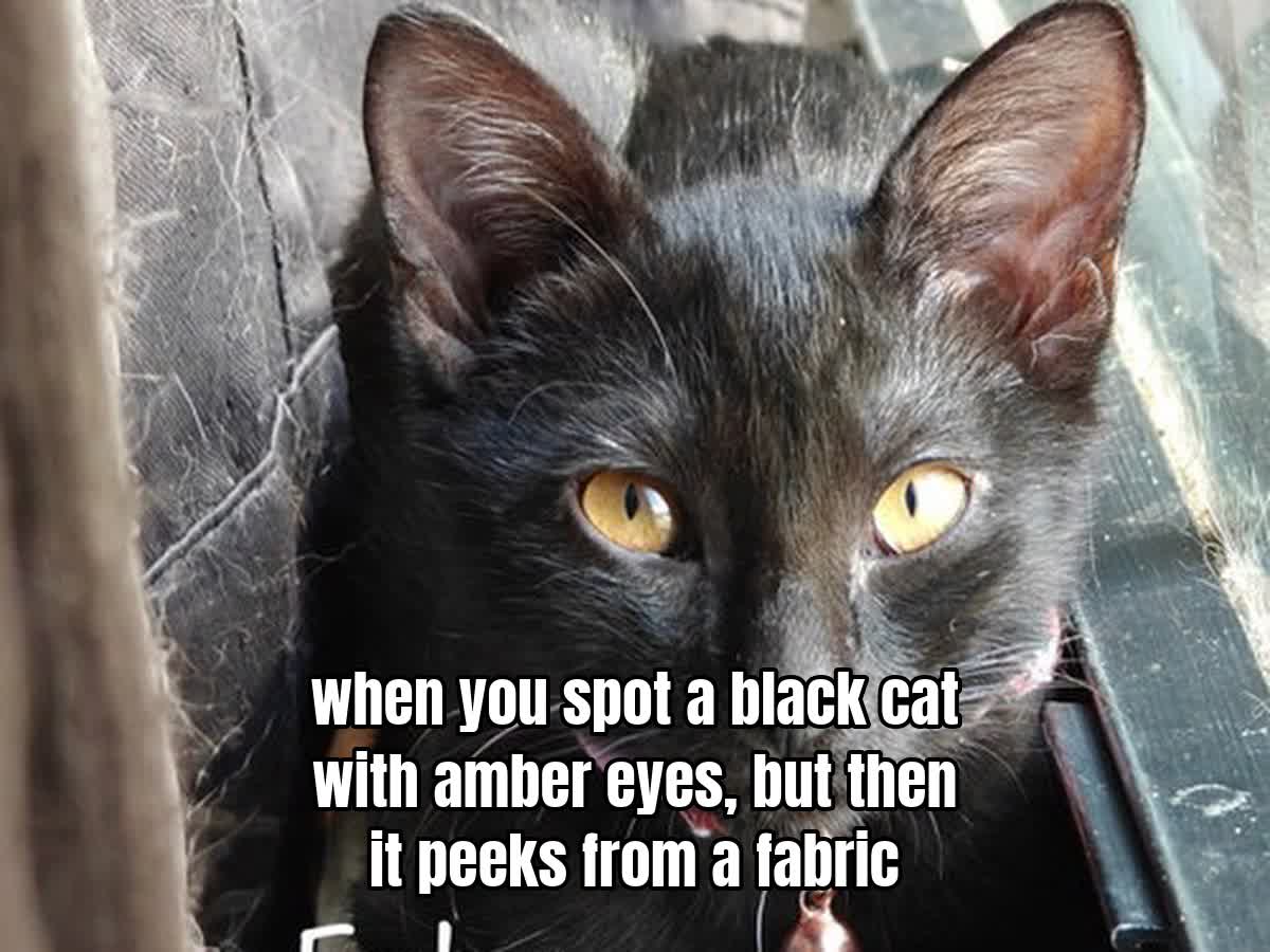 when you spot a black cat with amber eyes, but then it peeks from a fabric gap.