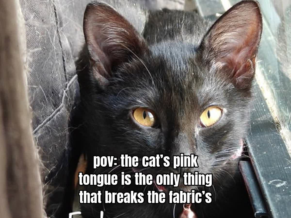 pov: the cat’s pink tongue is the only thing that breaks the fabric’s silence.