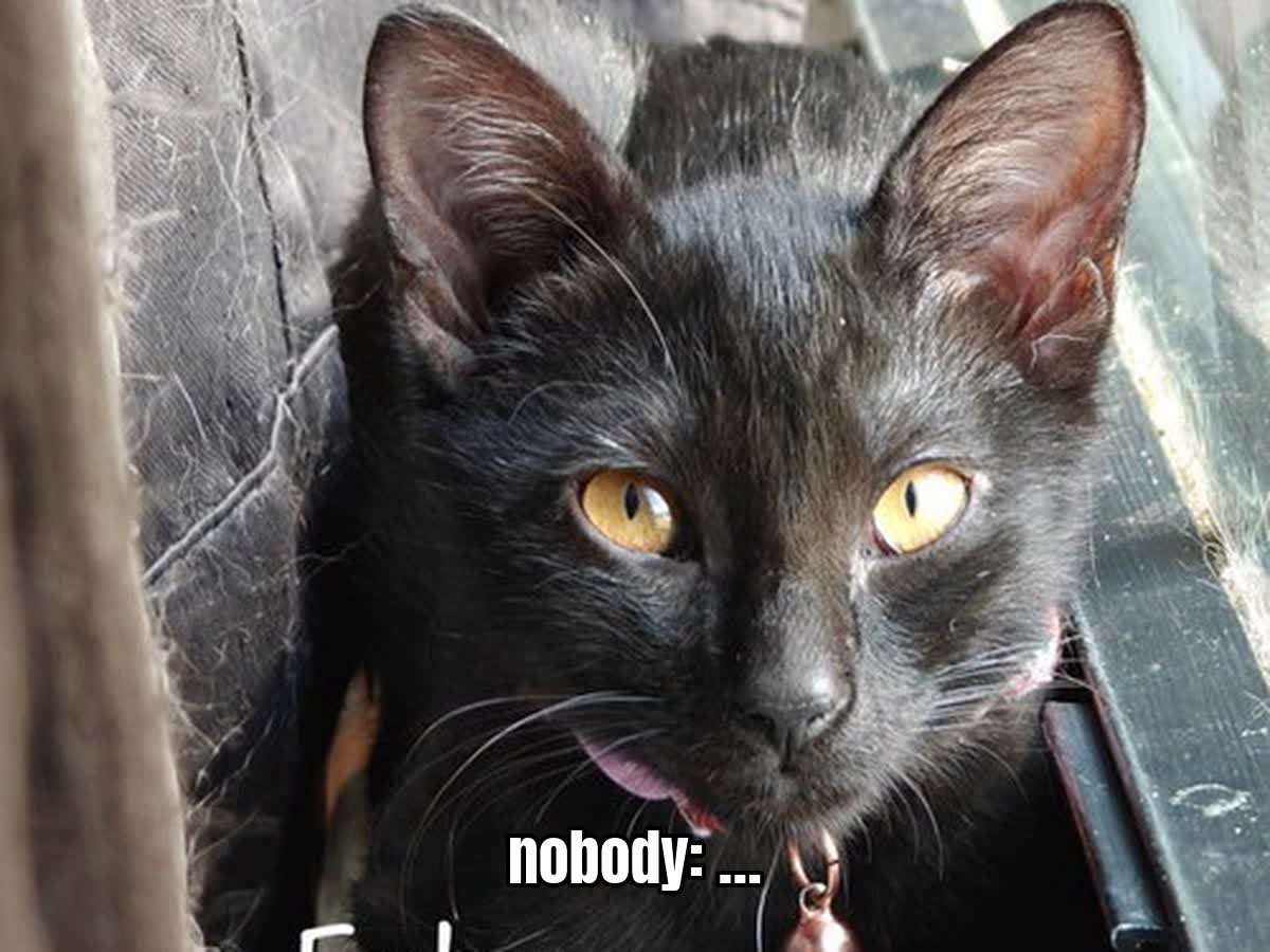 nobody: …