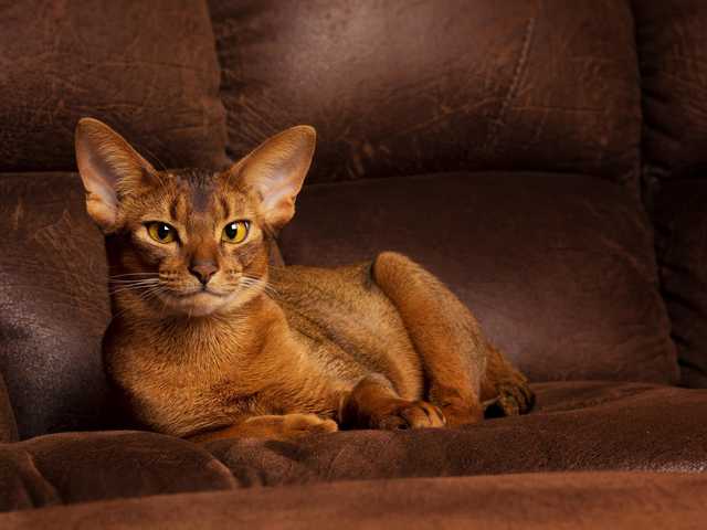 Photo of Basil