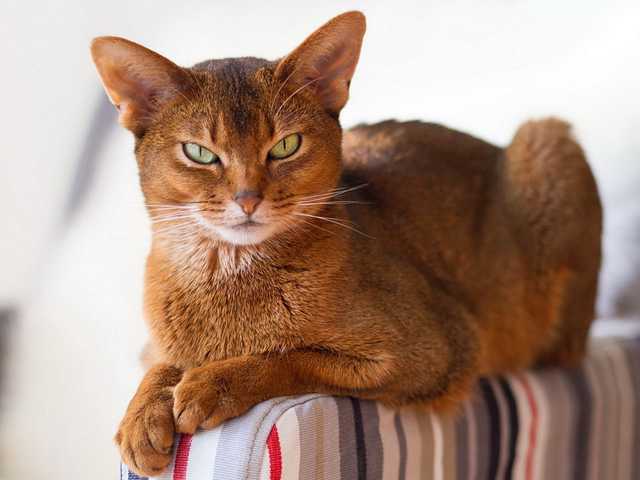 Photo of Gorgeous Abyssinian cat, must see