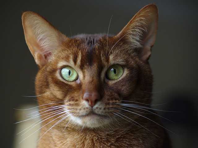 Photo of Playful 9-month-old kitten needs a family