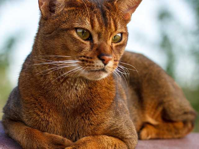 Photo of Simba