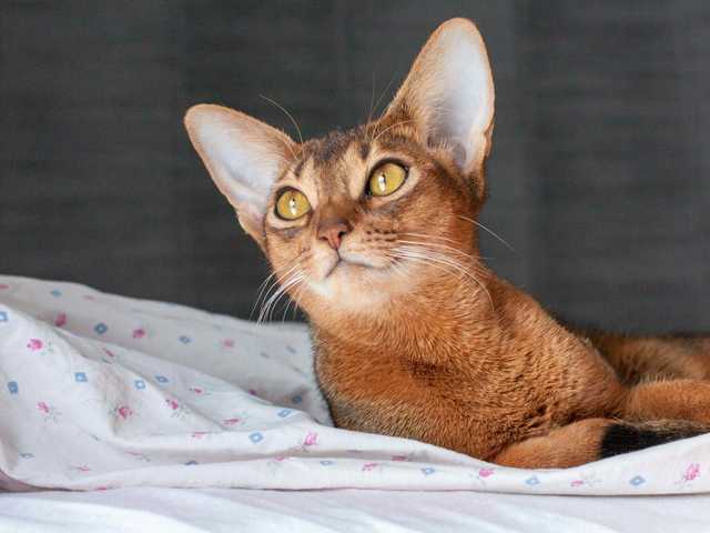 Main photo of Leo