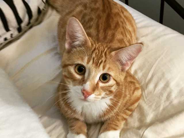 Main photo of Bandit