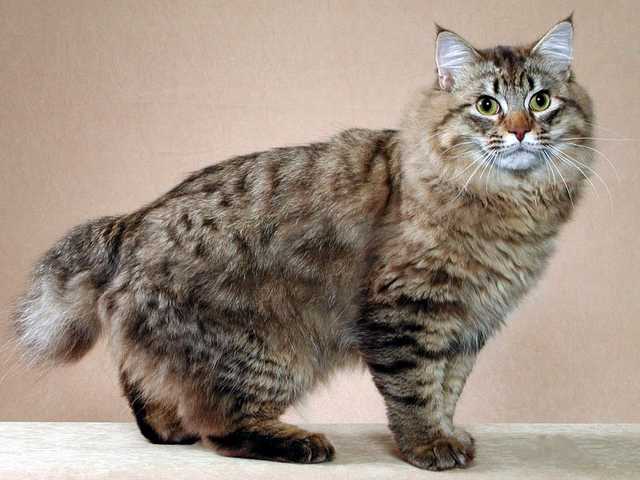 Main photo of Tiger