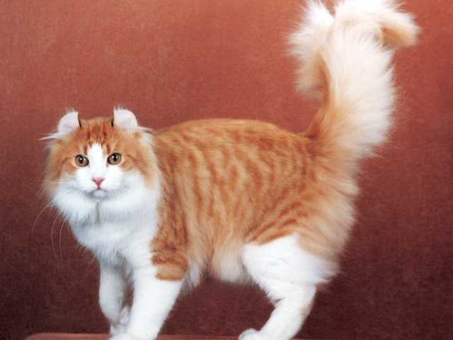 Photo of Biscuit