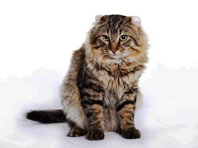 Photo of American Curl kitten ready for a loving home