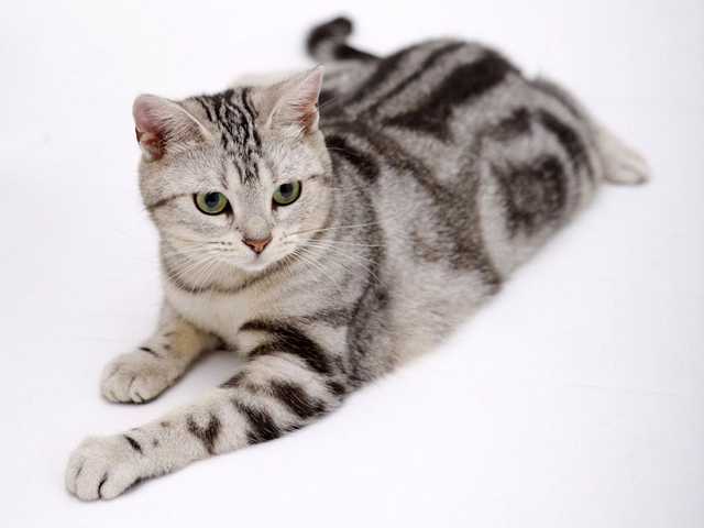 Photo of Ginger