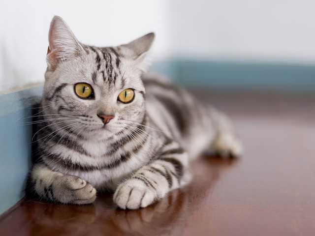 Photo of Honey