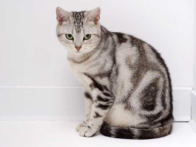 Photo of Cuddly 8-month-old kitten looking for their forever home