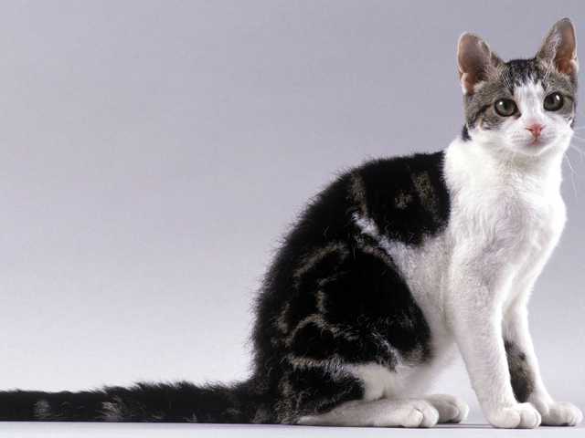Photo of Willow