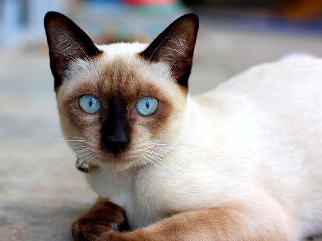 Photo of Gentle 10-year-old cat needs a family