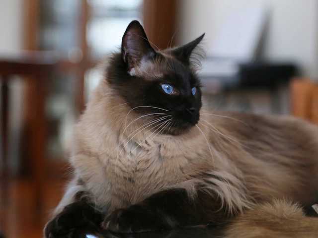 Photo of Affectionate Balinese cat for rehoming