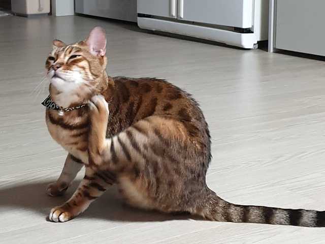 Photo of Gorgeous Bengal cat, must see