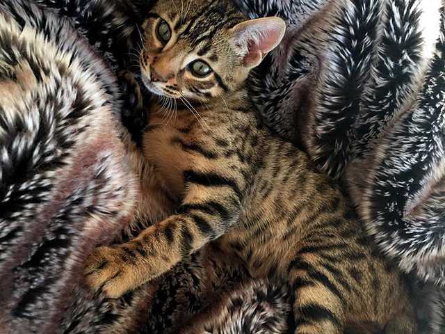 Photo of Playful 4-month-old kitten needs a family