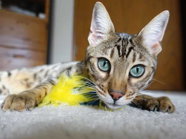 Main photo of Gorgeous Bengal kitten, must see
