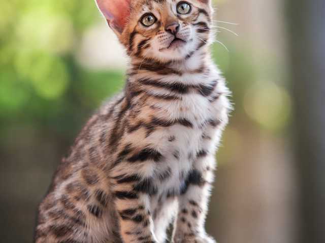 Photo of Dahlia