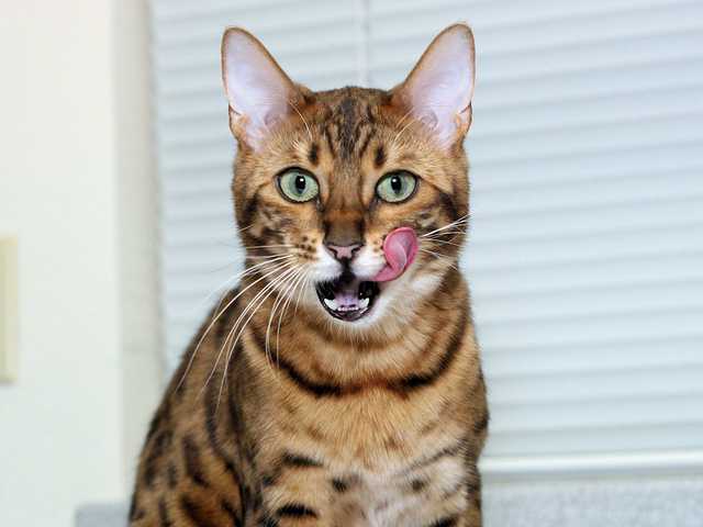Photo of 3-month-old kitten for sale, great with kids