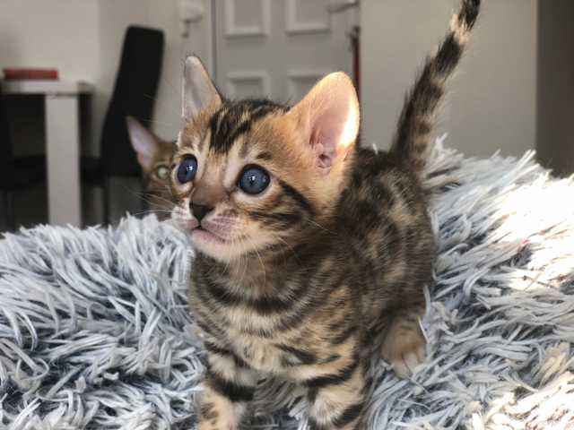 Photo of Cuddly 6-month-old kitten looking for their forever home