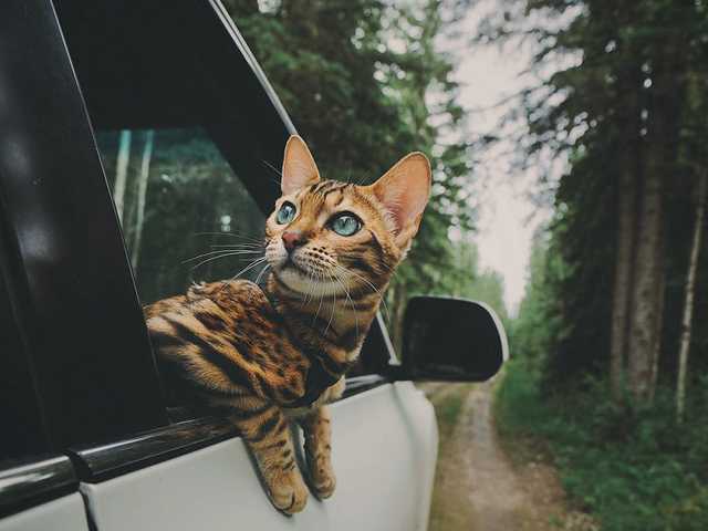 Photo of Affectionate Bengal kitten for rehoming