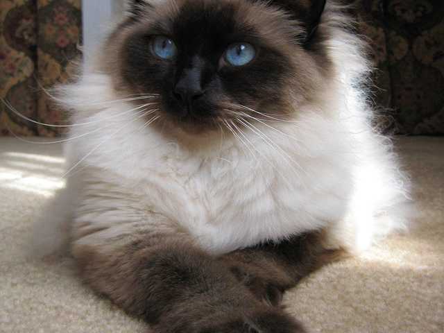 Photo of Leo