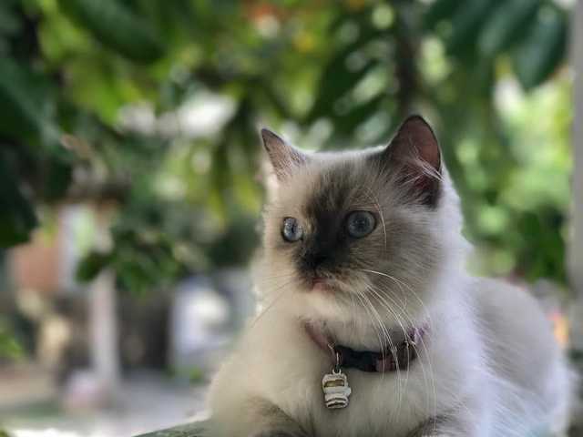 Photo of Affectionate Birman cat for rehoming