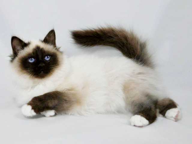 Photo of 8-year-old cat for sale, great with kids