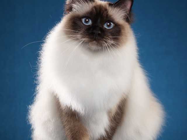 Photo of Loki