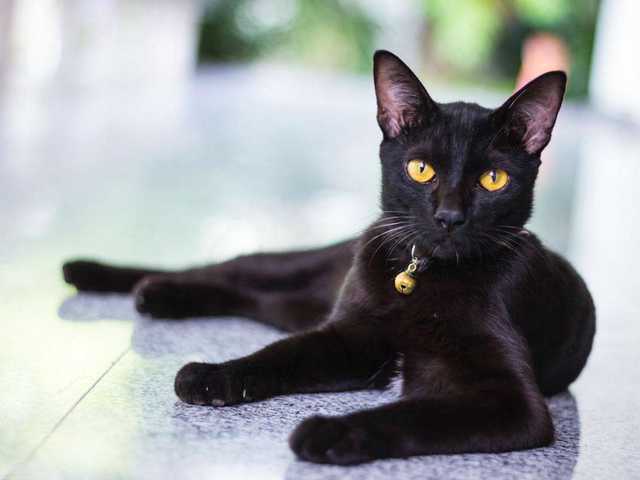 Photo of Cleo