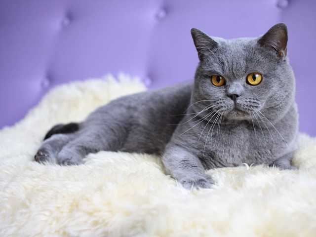 Photo of Marigold