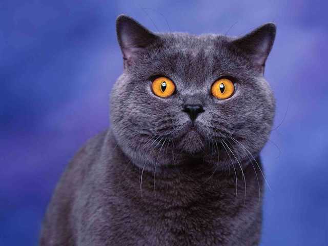 Main photo of Bella