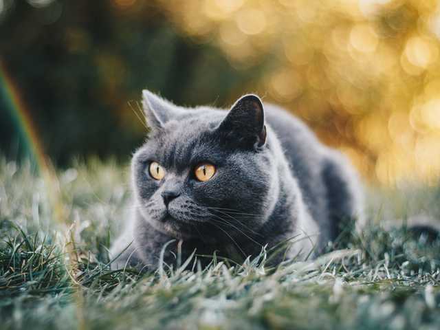 Photo of Chester