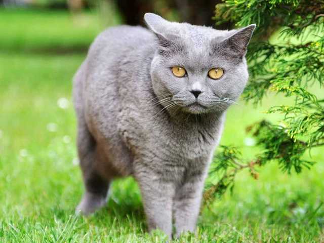 Photo of Biscuit