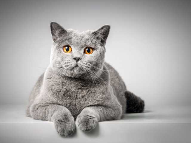 Photo of Luna