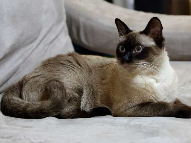 Photo of Chester