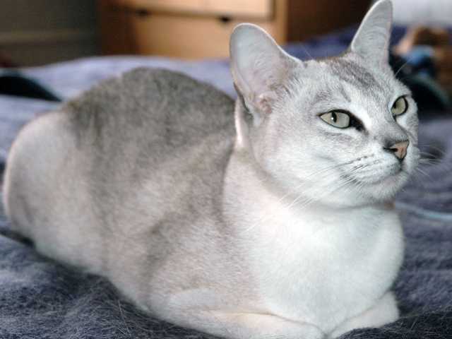 Photo of Smokey