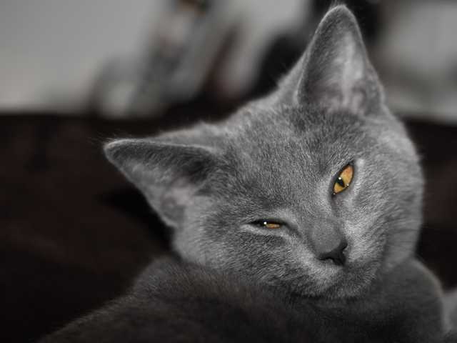 Main photo of Bear